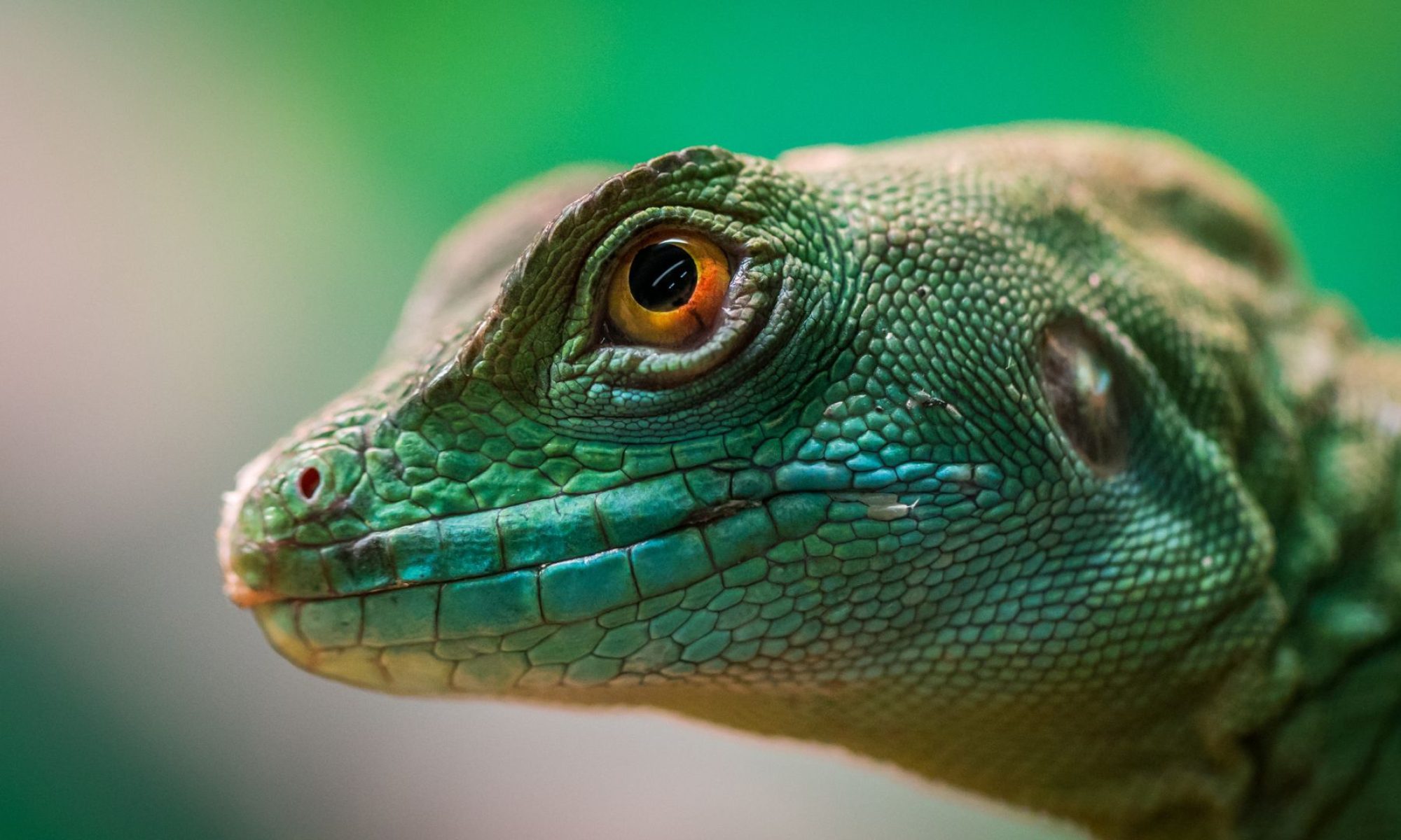 lagarto verde